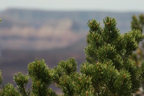 pinus_edulis