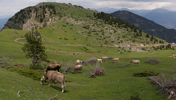 Prat d'Aguiló (Lleida). Autor: Lluís Coll 