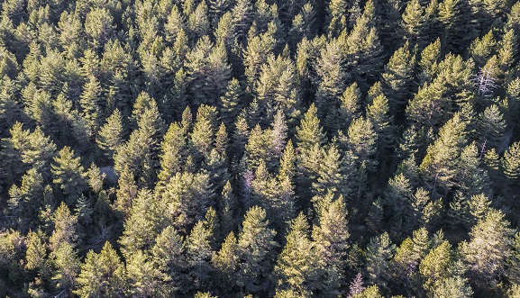 Bosc afectat per processionària al Cadí aquesta tardor. Autor: Fginebrosa (usuari dron Alerta Forestal).