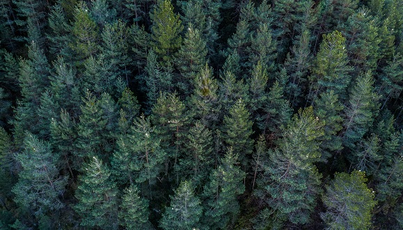 Bosc de Solsona afectat per la processionària. S'hi poden observar les primeres bosses de la temporada (puntets blancs als pins). Autor: Fginebrosa (usuari dron Alerta Forestal). 