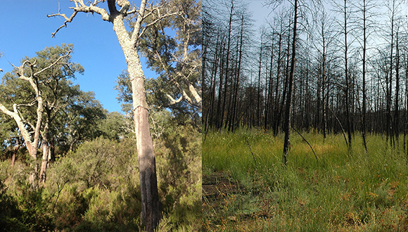 Sequía y incendios son dos de las pertorbaciones que estudiará el proyecto RESCRI