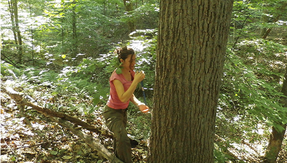 La investigadora Rossella agafant testimonis de fusta de l'arbre tuliper Liriodendron tulipifera a Morgan Monroe (Indiana, EUA). Autora: Rossella Guerrieri.