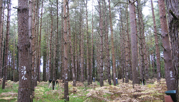 Bosque de pino silvestre (Pinus sylvestris) en Thetoford en el Reino Unido (uno de los sitios de muestra incluidos en Nitriphyll). Autora: Rossella Guerrieri.