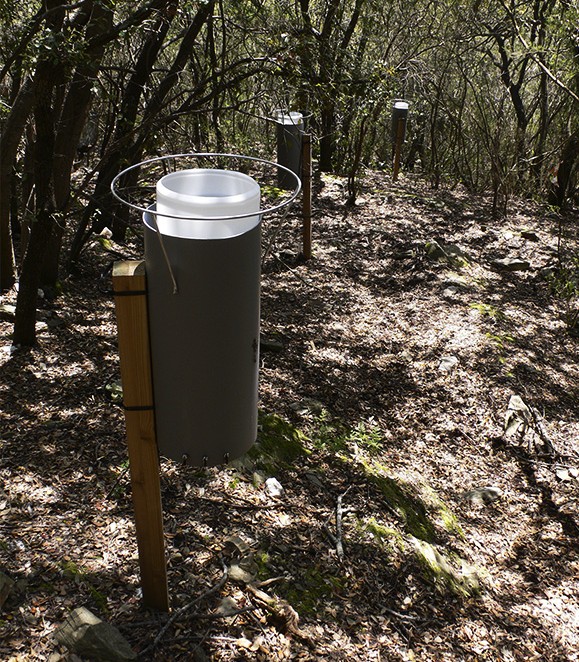 Colector de aigua de precipitación bajo las copas de encinas (Quercus ilex) en La Castanya. Esta aigua fue utilizada para los experimentos con isotopos i análisis genéticas. Autora: Anna Ávila. 