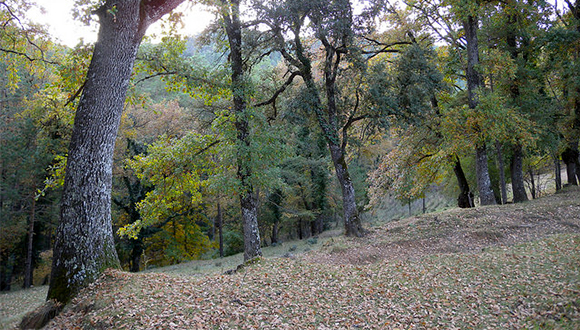 Un bosc caducifoli Autor: Lluís Comas