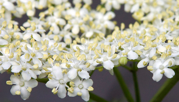 Saüc (Sambucus nigra)  Jessie Hirsch (CC BY 2.0)