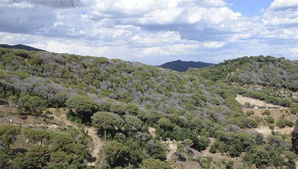 Vista general d’una pineda de pi pinyer (Pinus pinea) afectada per la sequera al Maresme. Autor: Jose Luís Ordóñez.