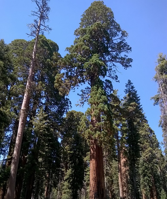 Fotografia 3. Bosc de sequoies (Sequoiodendron giganteum) de Califòrnia dominat per gegants mil·lenaris.