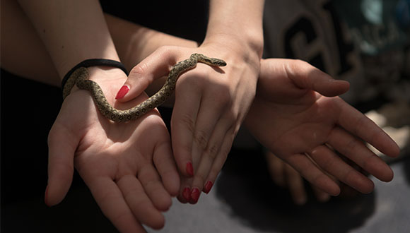 Serpiente observada en la sesión sobre réptiles del BioBlitz de Barcelona. Autor: Museo de Ciencias Naturales de Barcelona.