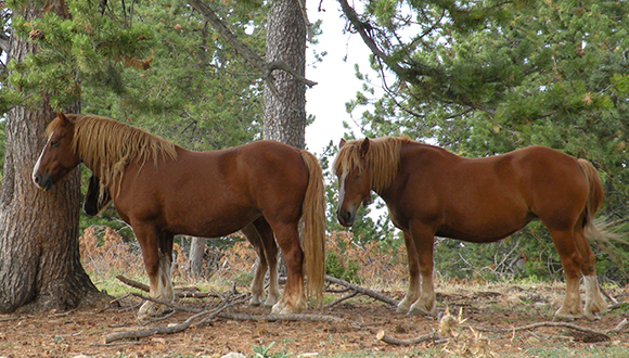 Cavalls pasturant en un bosc. Autor: CREAF