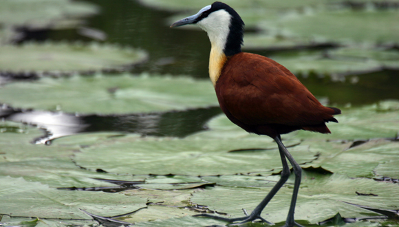 En la jacana africana (Actophilornis africanus), la hembra se aparea con varios machos y son estos los que se encargan de cuidar a las crías. / Daniel Sol