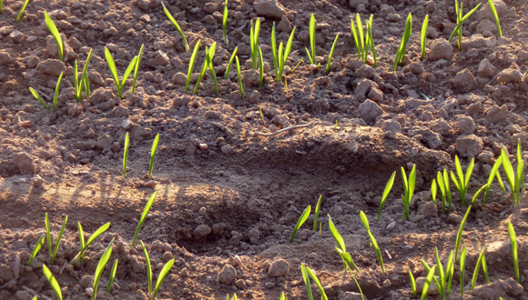 Las comunidades de microorganismos del suelo, formadas principalmente por bacterias y hongos, son imprescindibles para el funcionamiento de los ecosistemas terrestres