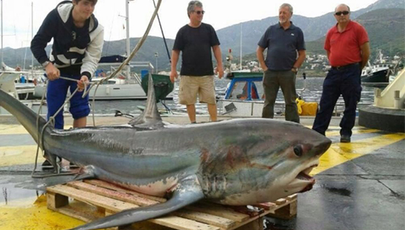 Un tauró guineu capturat al Port de la Selva el maig de 2014. Font: Diari Ara