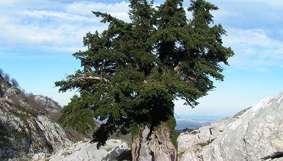 El teix (Taxus baccata), és una espècie no amenaçada segons les llistes prioritzades, a la que s'estan destinant molts recursos a través del programa LIFE. Autor: Juanjo Alonso