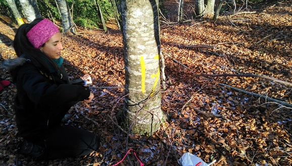 Extraction of a wood core. Photo: CREAF.