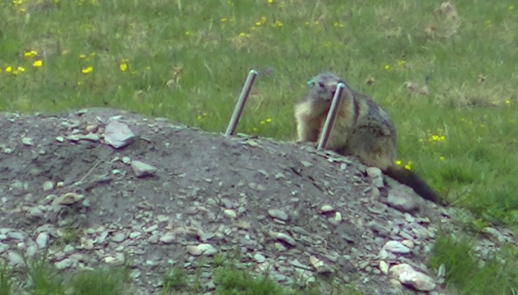 Marmota femella dominant que primer olora i després marca un dels tubs que han col·locat els investigadors. A continuació, fa el mateix amb l'altre tub i després marca la trampa que posen per capturar-la. Crèdit: Mariona Ferrandiz. 