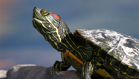 Tortuga d'orelles vermelles (Trachemys scripta elegans) és un rèptil que ja fa temps que ha esdevingut invasor a Catalunya. Autor: Brent Myers (CC BY 2.0)