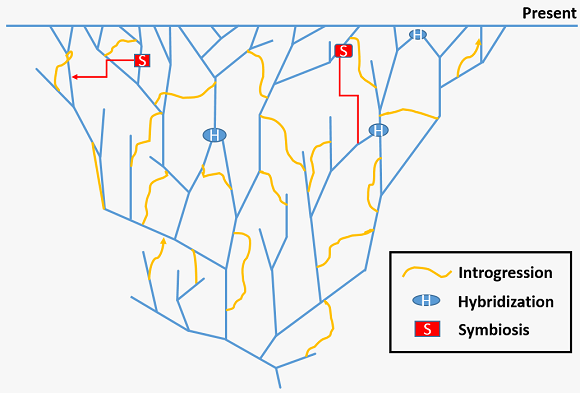 The tree of life is a network, with horizontal gene transfer, hybridization, symbiosis, etc.