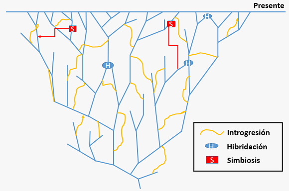 El árbol de la vida es una red, con transferencia horizontal de genes, hibridaciones, simbiosis, etc.