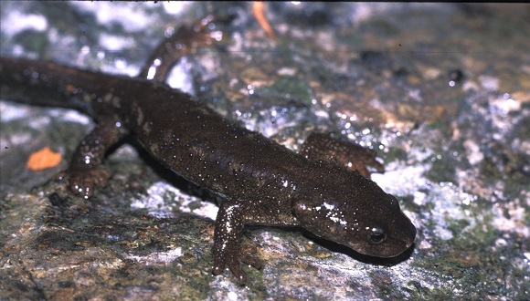 A Montseny brook newt. Photo: CREAF.