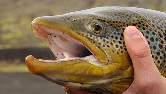 L'estudi s'ha relitzat en truites comunes (Salmo trutta) de llacs d'alta muntanya. Autor: J.R. Fernández (CC BY-NC-ND 2.0)