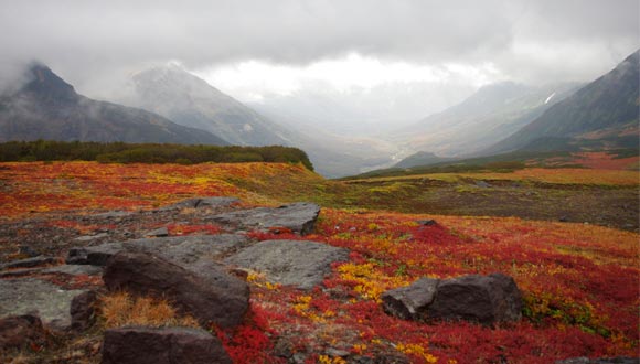 Tundra ártica