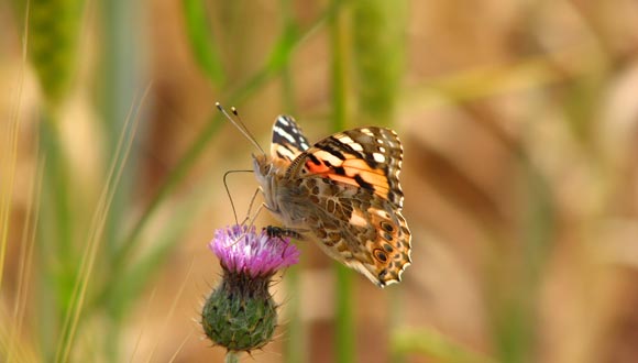 Exemplar adult de Vanessa cardui