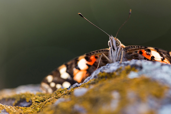 Ejemplar de vanesa de los cardos (Vanessa cardui). Autor: Oriol Massana.