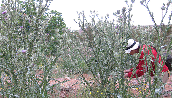 Counting Vanessa cardui between the cards in Morocco. Credit: CREAF.