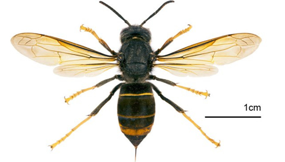 Vespa velutina spp. nigrithorax.  Autor: Muséum de Toulouse/Didier