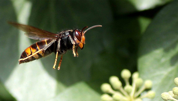 Vespa Velutina Autor: Alain C. (el chip)