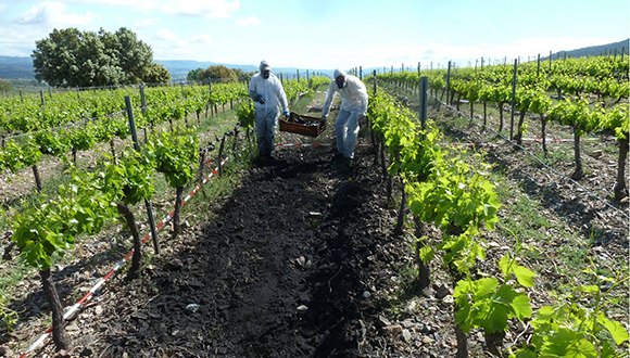 Experiment en vinyes. CREAF