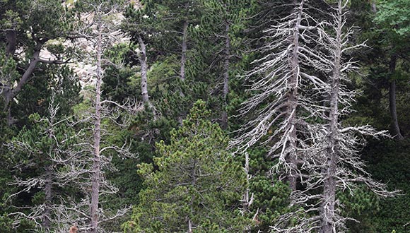 Bosc a la Coma de Vaca Foto: José Luuis Ordóñez