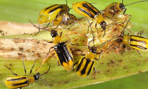 L’escarabat Diabrotica virgifera virgifera menjant blat de moro. 