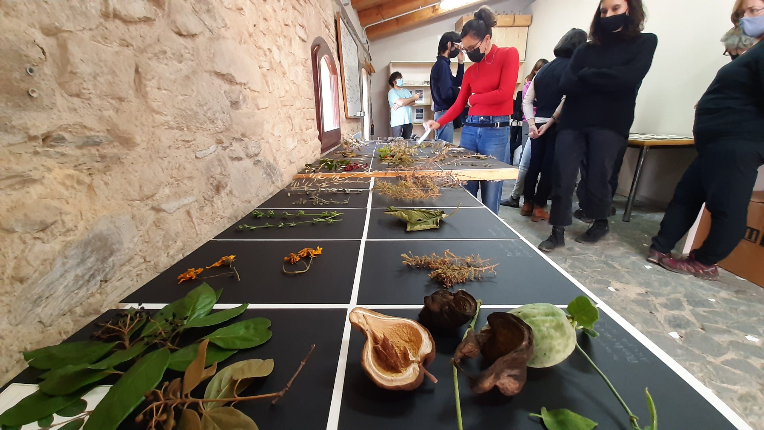 Table full of species, en Can Balasc, Collserola Park