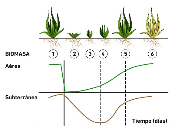 Canvis en la matèria orgànica de la part aèria i subterrània d'una planta de pastura després del pasturatge. Font: Manual Polyfarming.