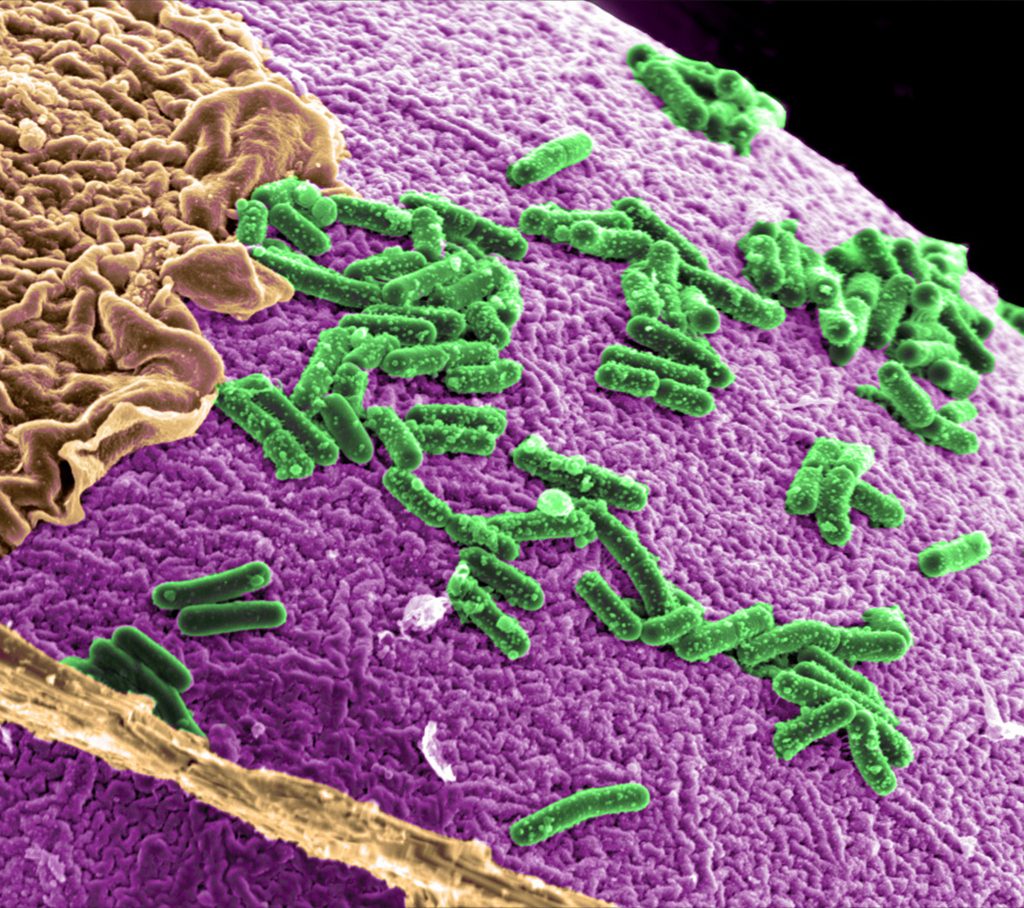 Cada individuo humano es un superorganismo que vive grcias a la acción de cada bacteria que acoge en su flora intestinal. Modelo tridimensional coloreado por Chad Marrington del Pacific Northwest National Laboratory, CC BY-NC-SA vía Flickr.