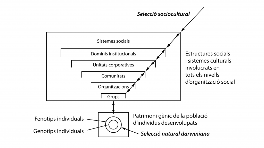 La selecció sociocultural funciona a tots els nivells d'organització social humana i té amplis efectes en l'operativitat de la selecció darwiniana sobre el individus. Redibuixat a partir de Schutt & Turner 2019.