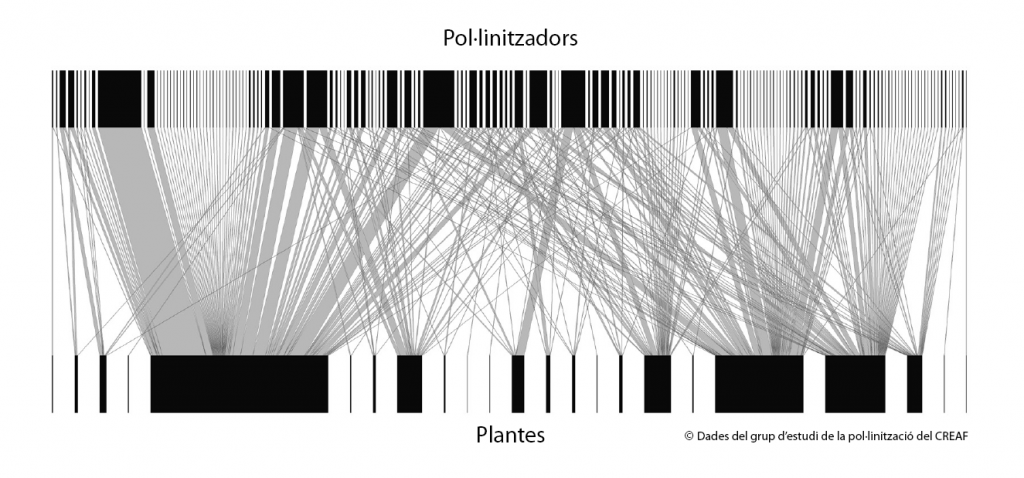 Xarxa d'interaccions entre 24 espècies de plantes d'una brolla mediterrània i 169 espècies d'insectes pol·linitzadors. Imagte de Sara Reverté et. al. (2016).