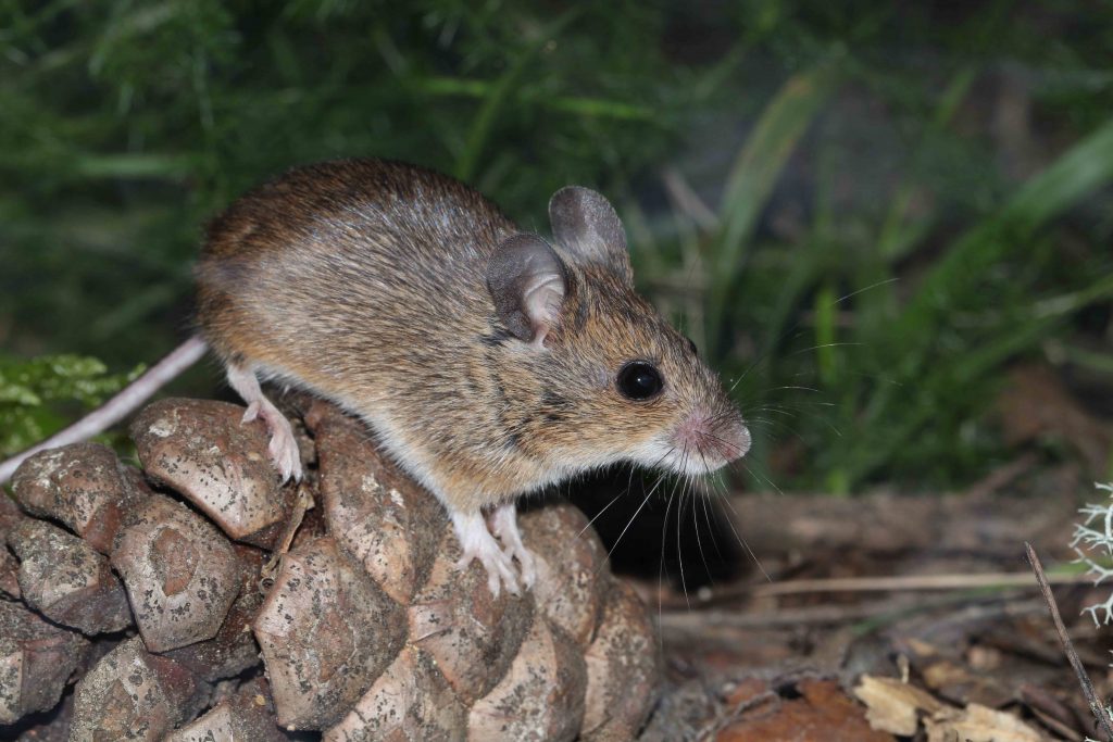 Ratolí de bosc (Apodemus sylvaticus). Foto: © Ignasi Torre.