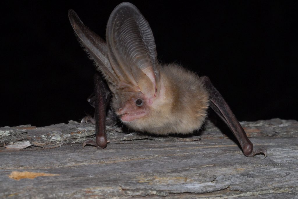 Ratpenat orellut septentrional (Plecotus auritus). Foto: © Carles Flaquer.