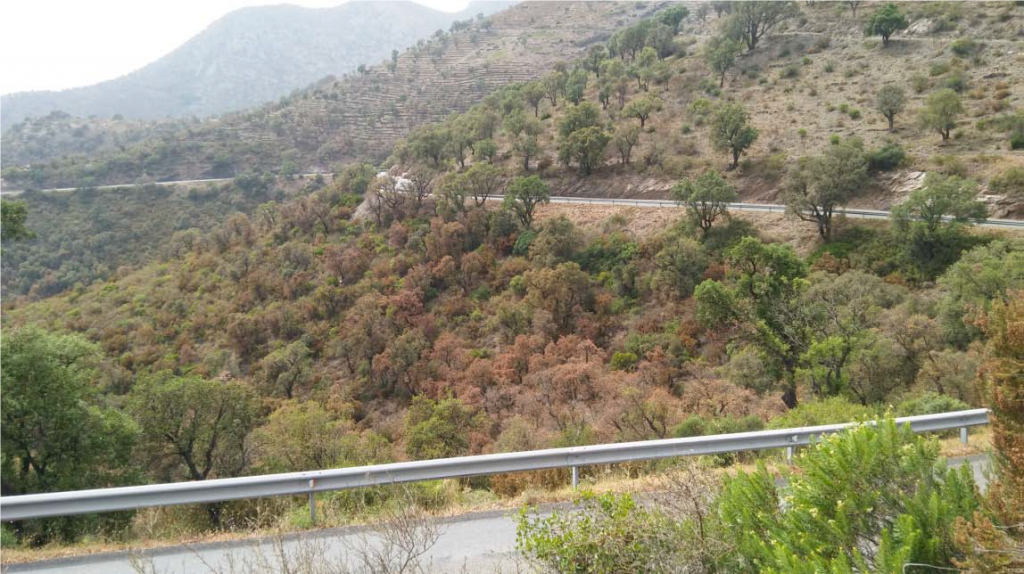 Drought affecting planifoliums in Alt Empordà (Catalonia, Spain).