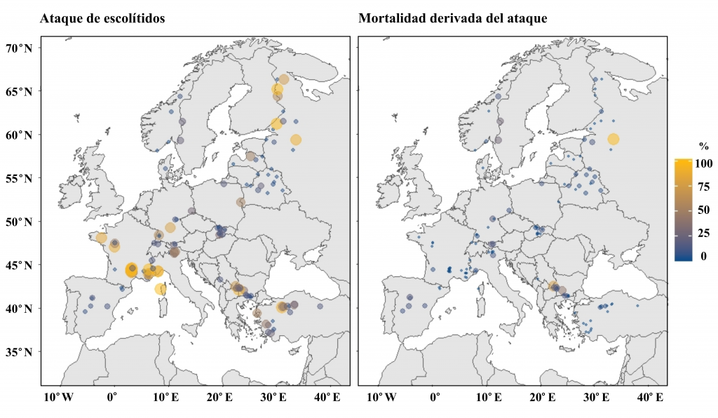 Patrons d'atac i mortalitat derivada d'escolítids en boscos europeus durant el període d'estudi.