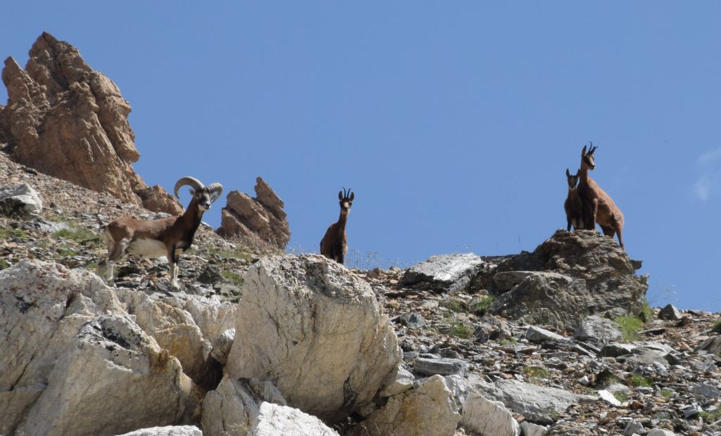 Mufló (Ovis orientalis musimon) i isards (Rupicapra rupicapra). Foto: © J.Luis Ordóñez.