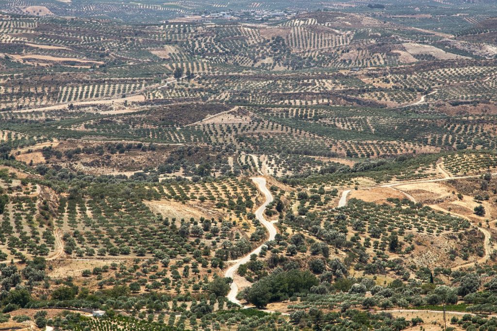 Terreny agricola a Creta. Aproximadament el 31% d'aquest carboni orgànic es troba en sòls agrícoles (9,3% a les pastures i el 21,4% a terres de cultiu).