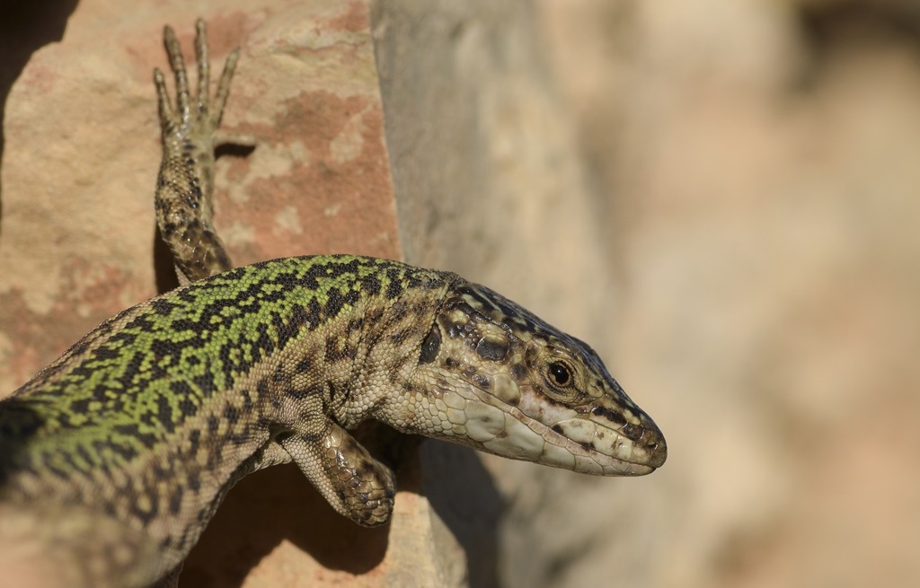 Los lagartos anolis de Ibiza (Baleares) son uno de los focos de la investigación científica de Oriol Lapiedra. Imagen de Guillem Casbas Pinto, colaborador del trabajo de campo del proyecto Beecoevo, liderado por Oriol Lapiedra.