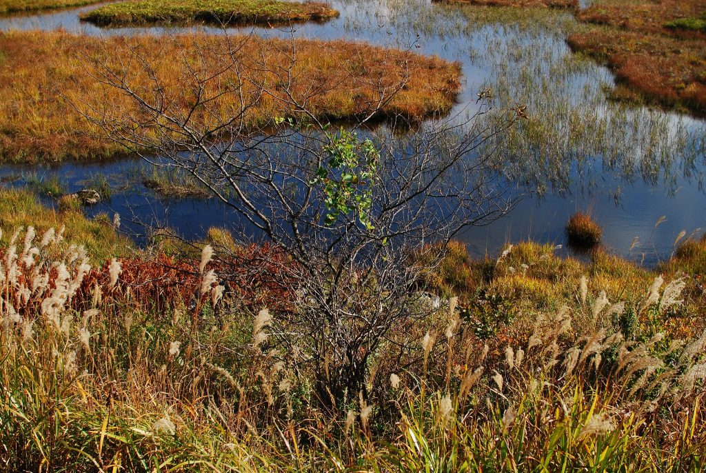 Paisatge de torbera. La restauració i la inundació d'aquestes torberes incrementaria en 54 Mt CO2-eq el potencial de mitigació europea per al període 2020-2050. Imatge: Hiroshift.