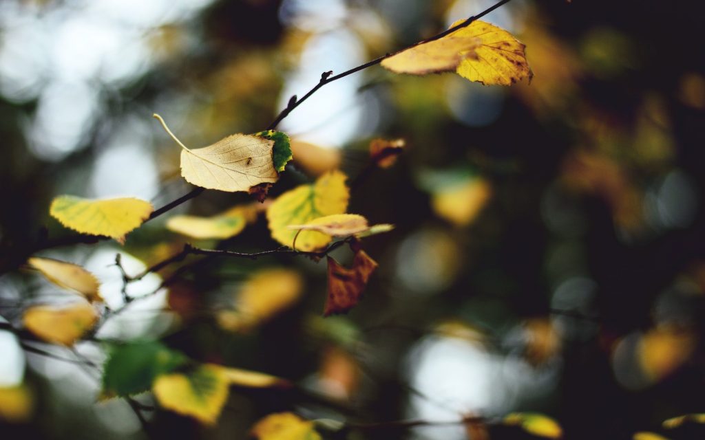 Deciduous tree in Sweden. Photo by Cecilia Par on Unsplash