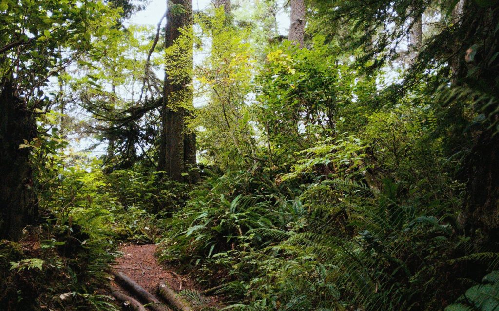 Deciduous forest in northern Europe. Photo by Landon Parenteau en UnSplash