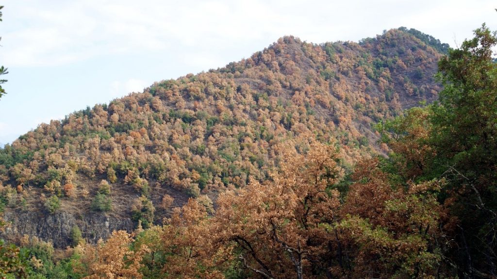 Robledal afectado por sequía en la Farga de Bebié (entre Osona y el Ripollès) este 2022. Autoría: persona usuaria anónima de AlertaForestal.